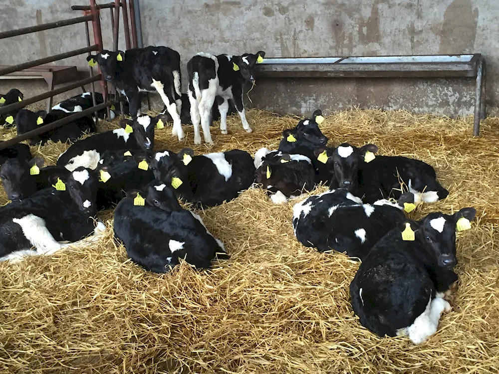 Holstein cow breed