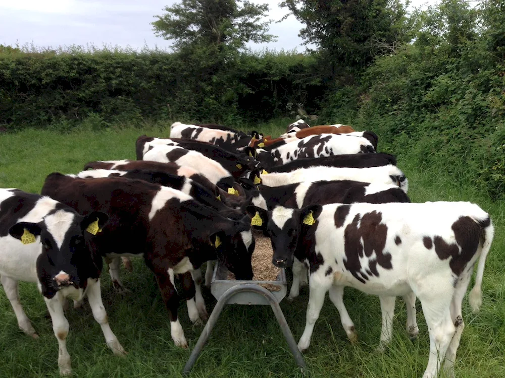 Holstein calves. Friesian breed