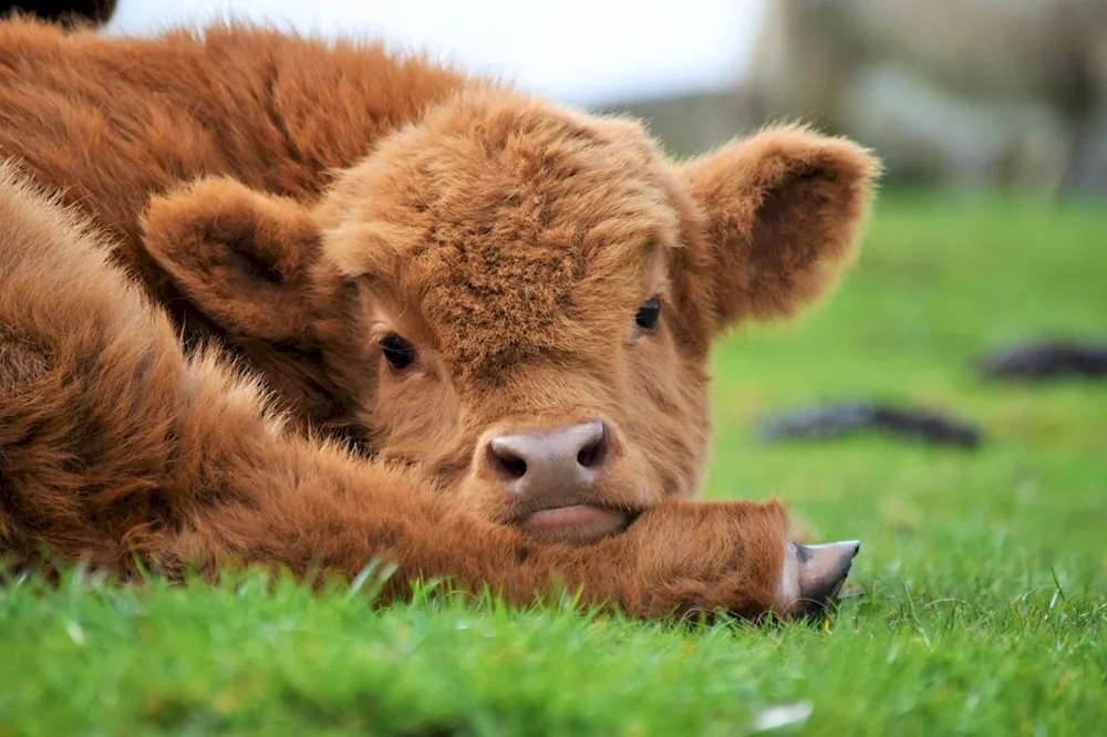 Highland heifer calves