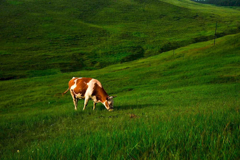 Calves grazing in the meadow