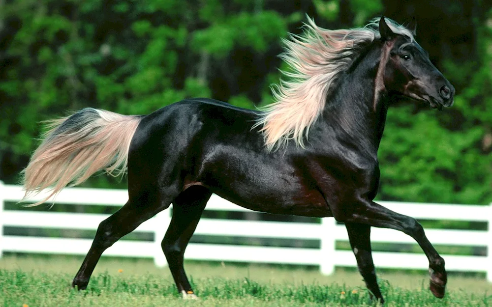 Dark mauve horse colour
