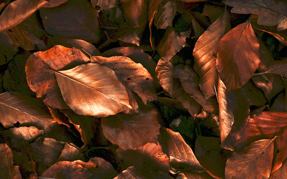 Brown background