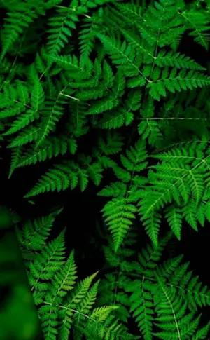 Dark green fern