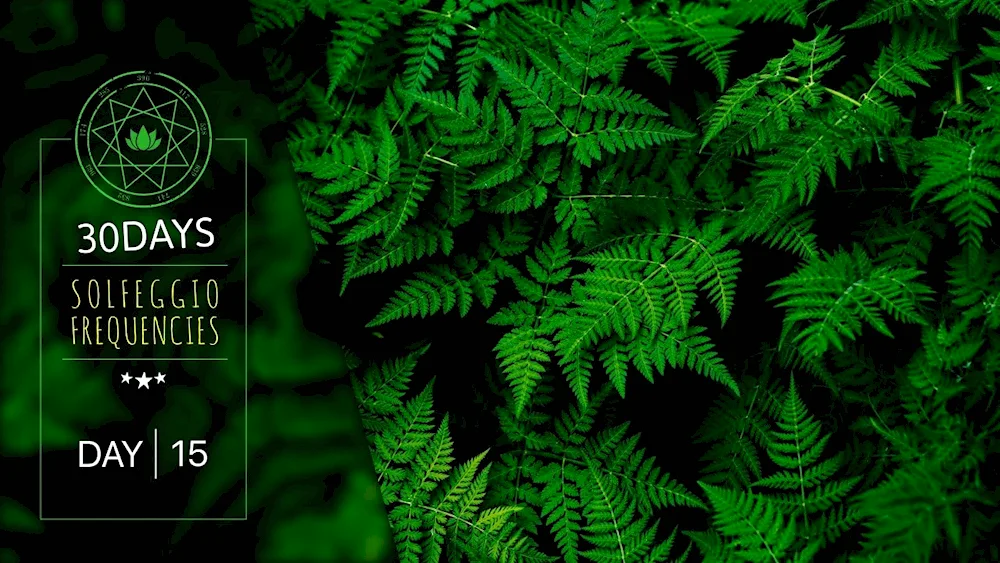 Dark green fern