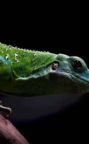 Dark green lizards