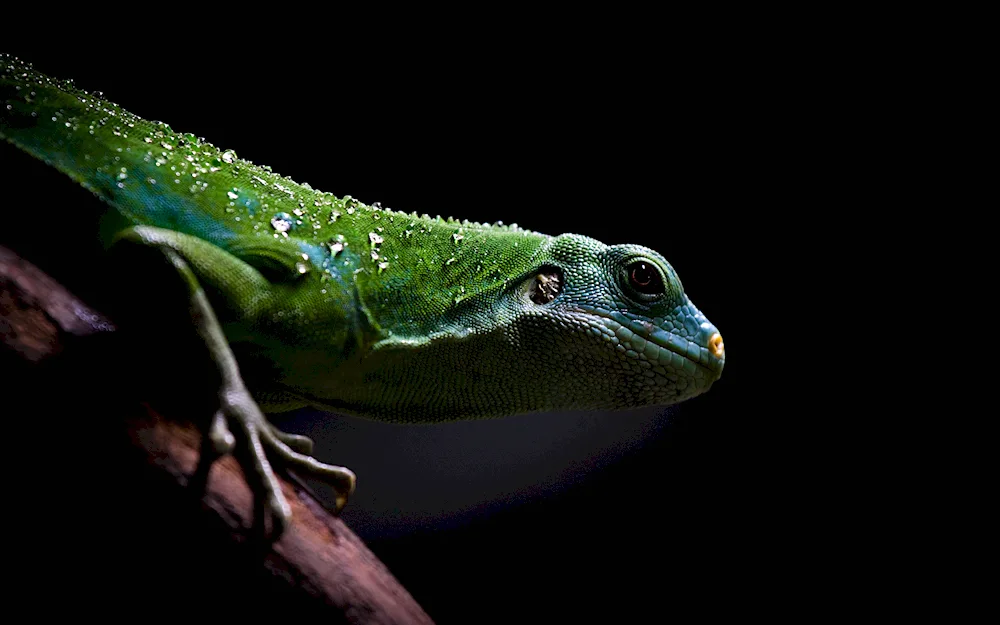 Dark green lizards