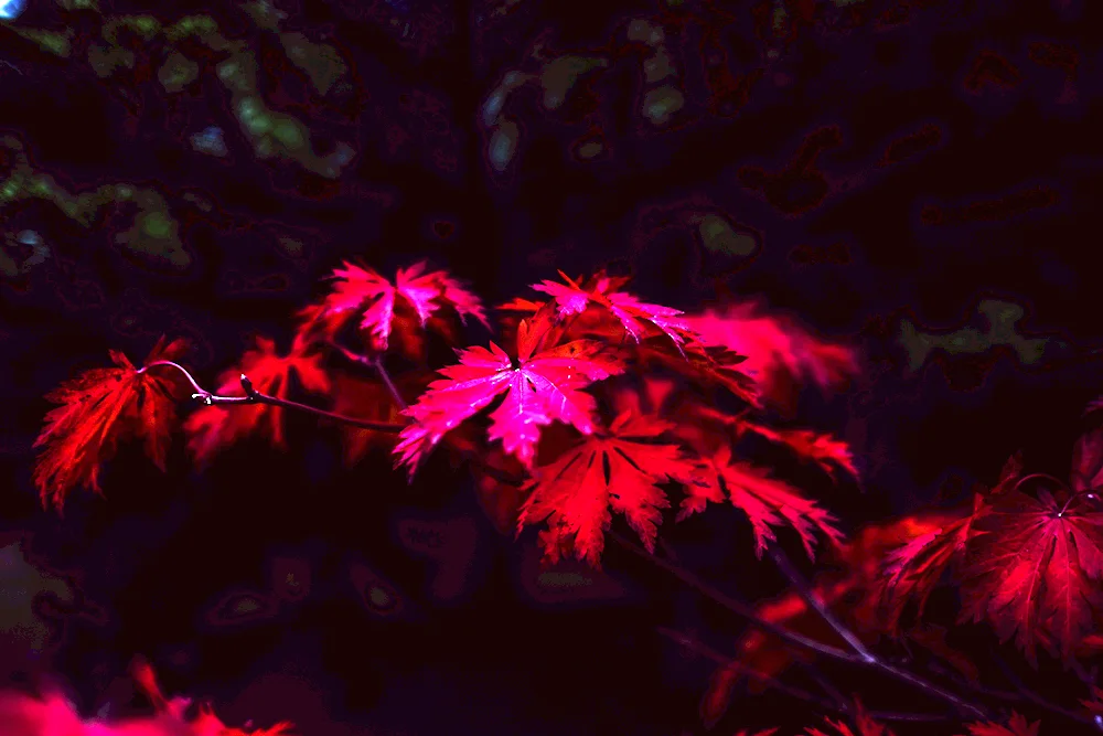 Dark leaves