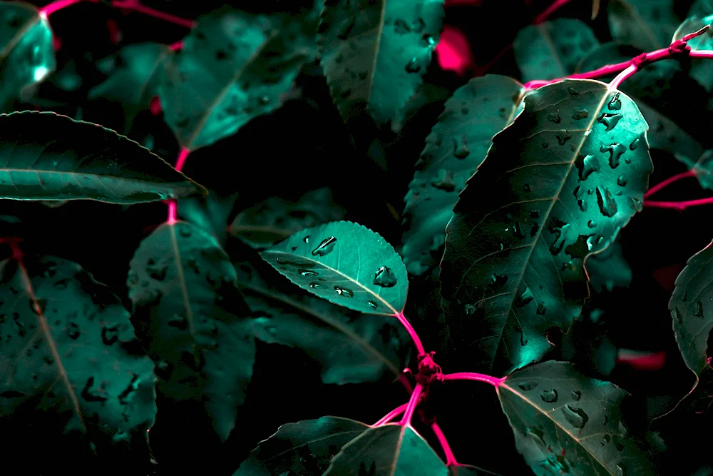 Dark leaves