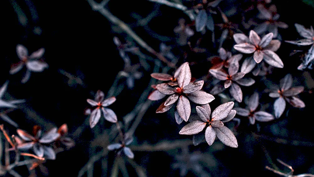 Flowers on a dark background