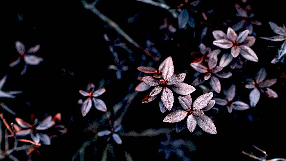 Dark Coloured Flowers