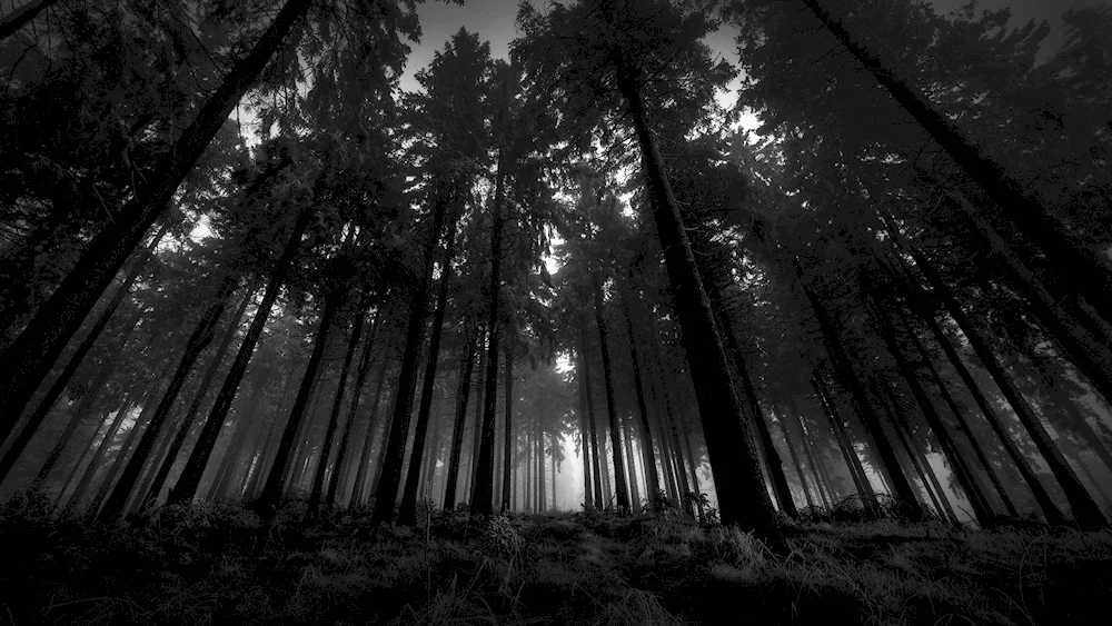 Dark forest