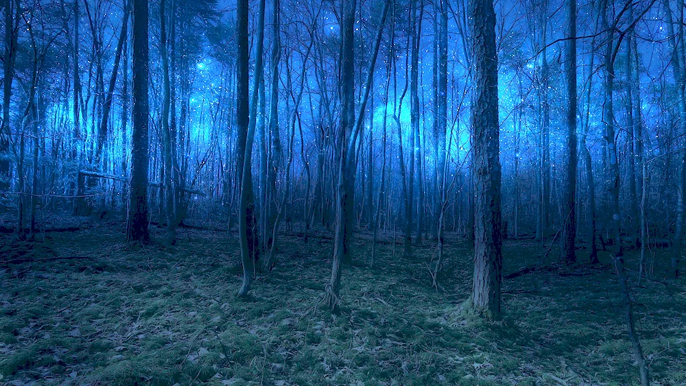 Twilight Forest