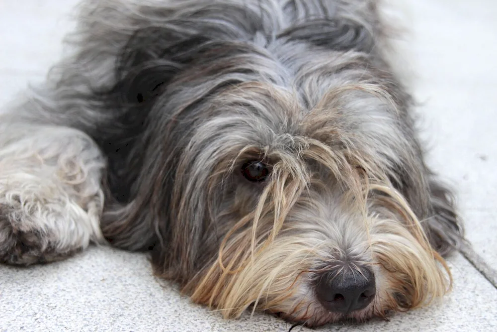 Bichon Havanese