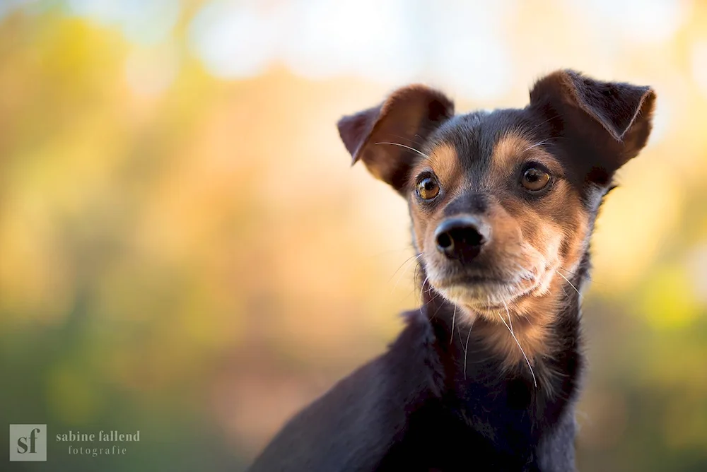 Dog mongrel terrier