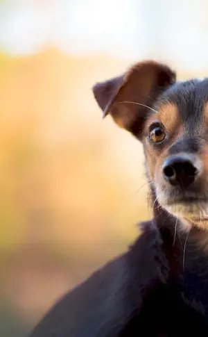 Mongrel Terrier