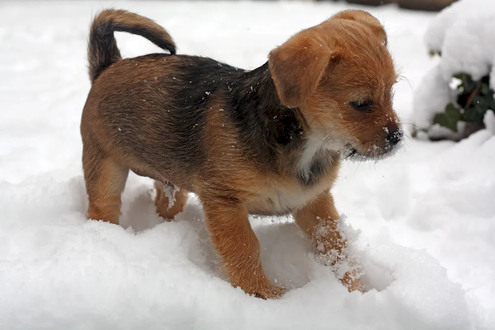 Terrier mongrel red