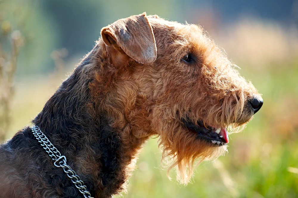 Wolfhound Terrier