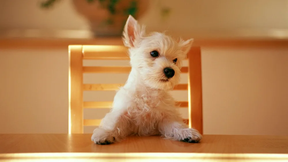 Terrier Fluffy