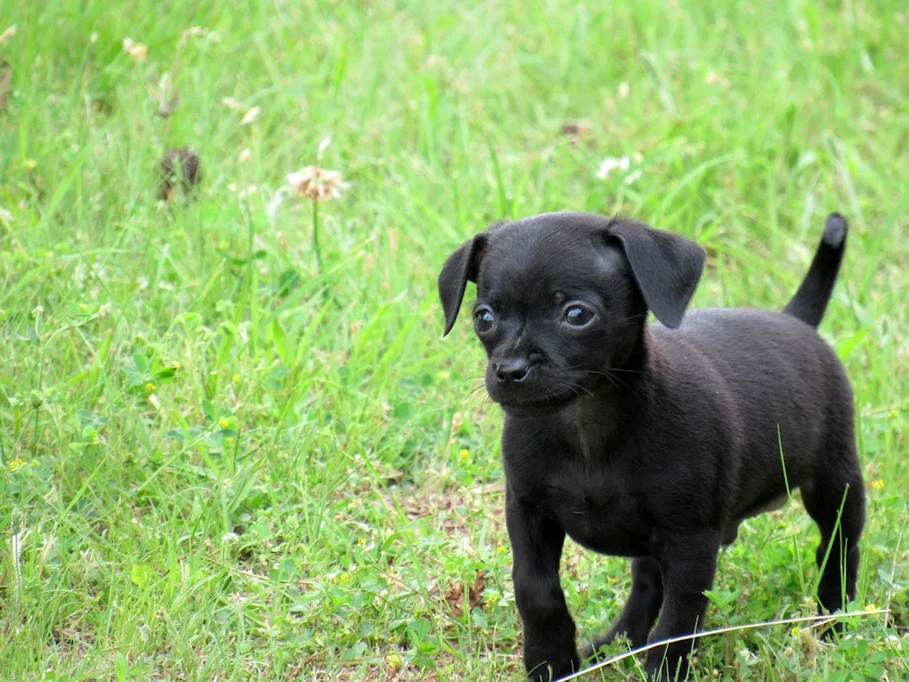 Black smooth-haired terrier