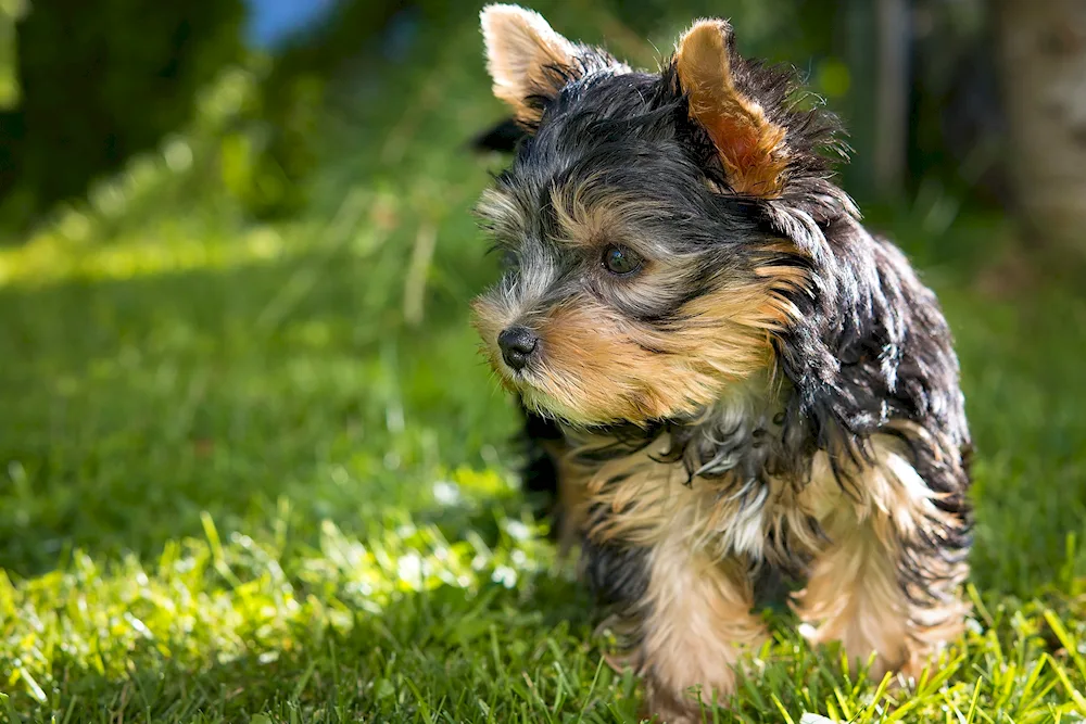 Papillon short-haired dog