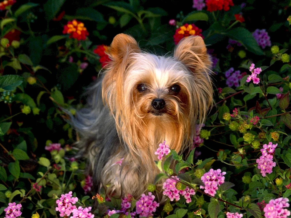 Yorkshire terrier. Short-haired