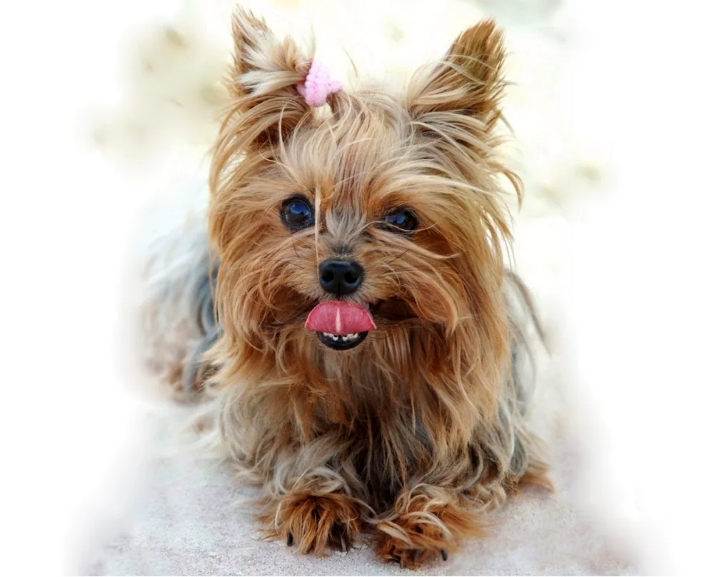 Yorkshire Terrier Minor-haired