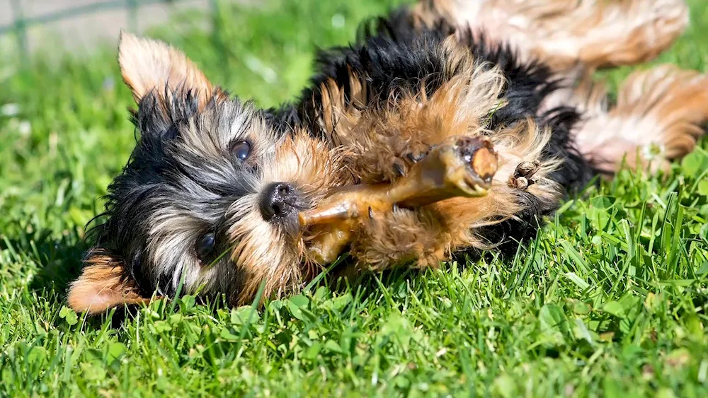 Dogs Yorkshire Terrier