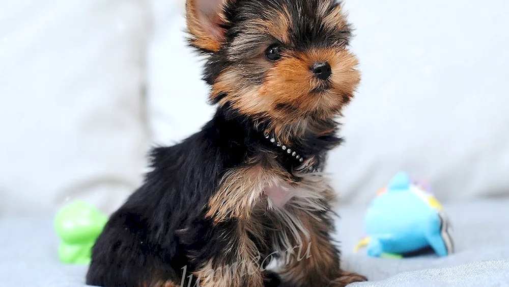 Yorkshire Terrier