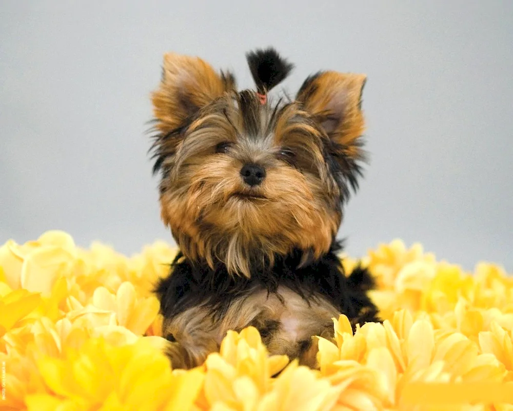 Yorkshire terrier mini baby