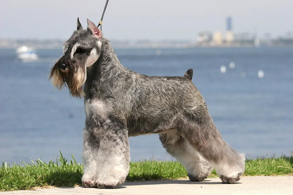 Bearded Collie