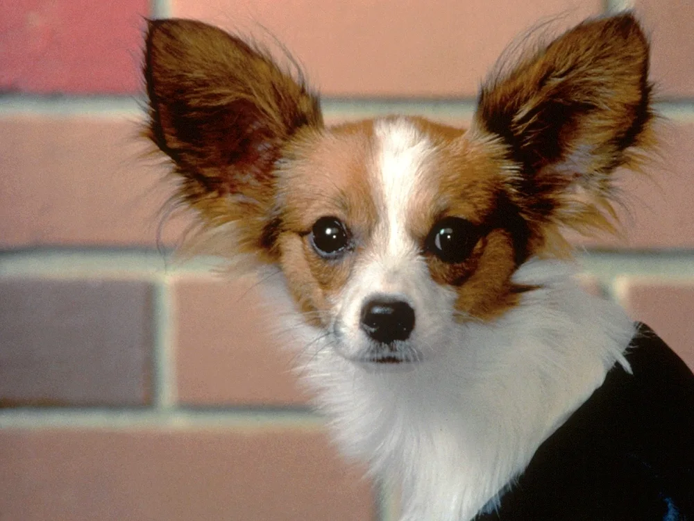 Eared Terrier