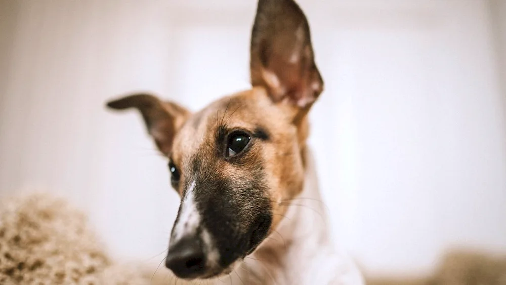 Terrier Ears