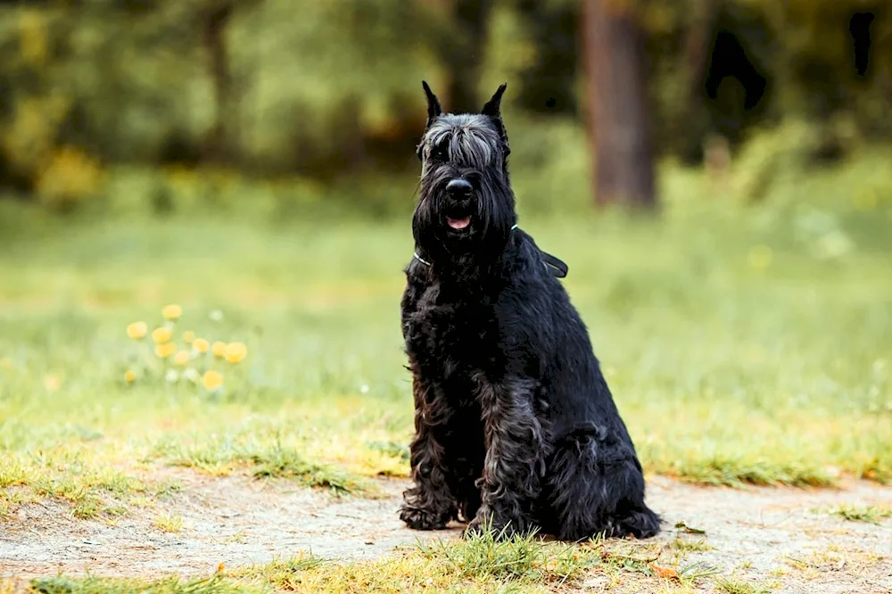 Mittelschnauzer