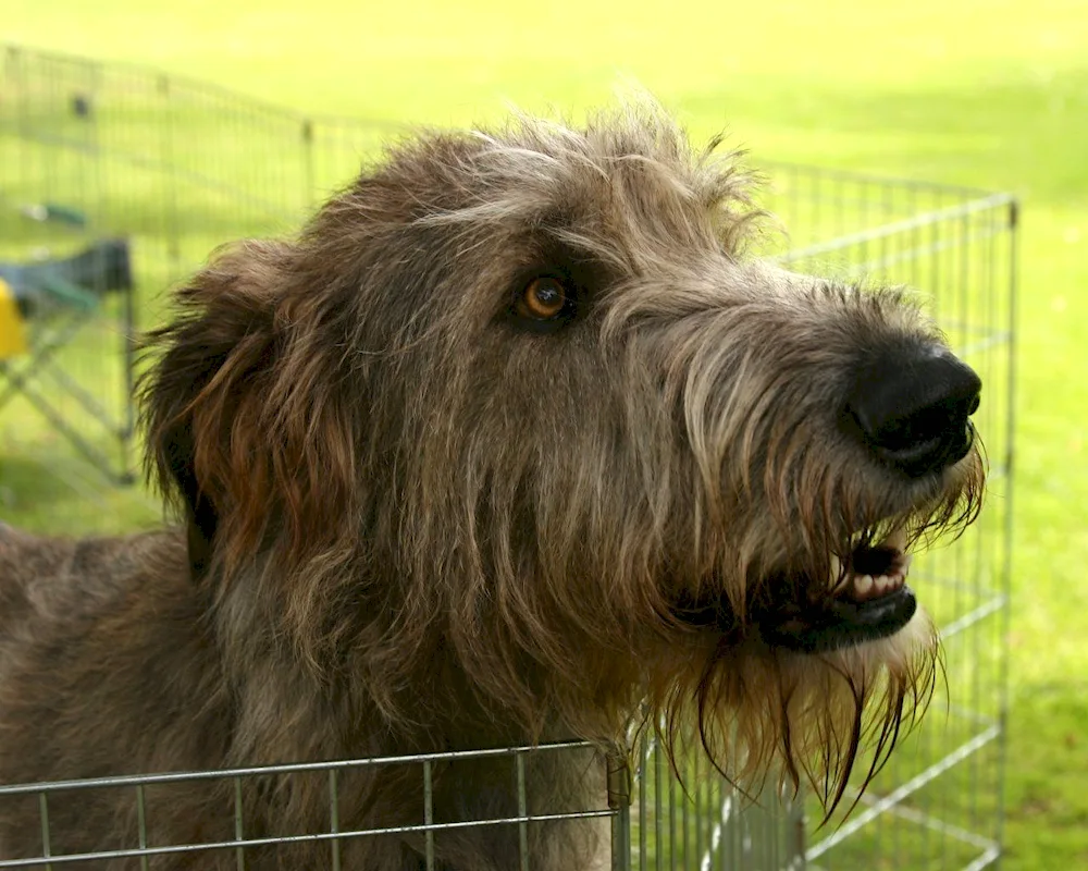 Bergamasco Shepherd Dog