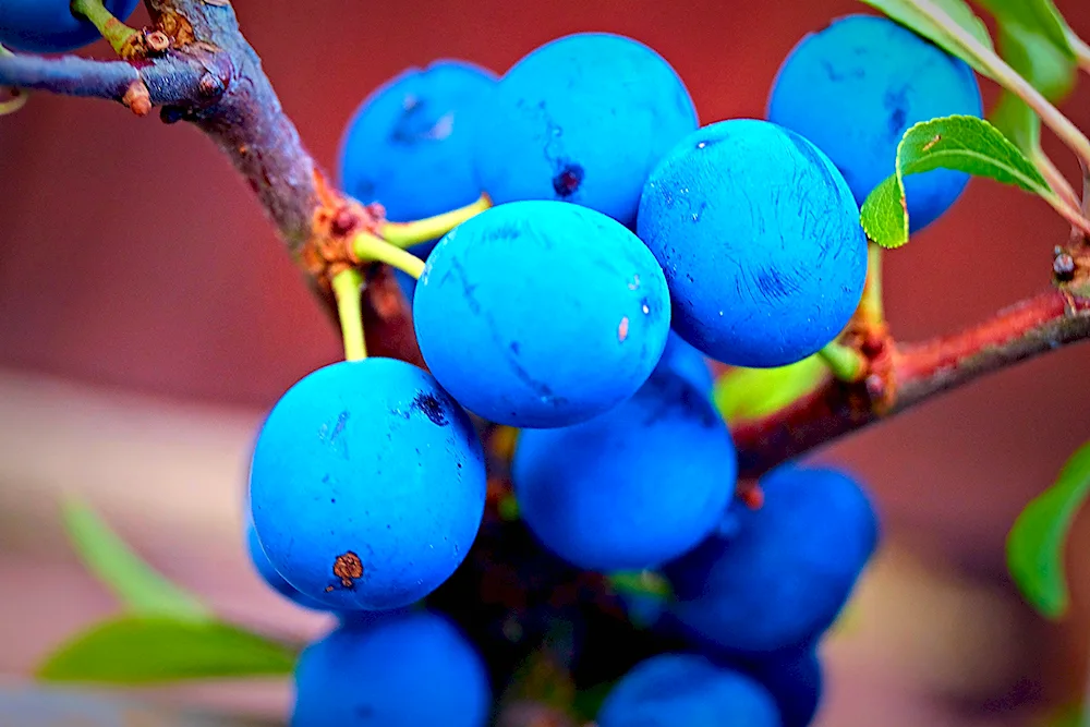 Blue fruits and Blue berries