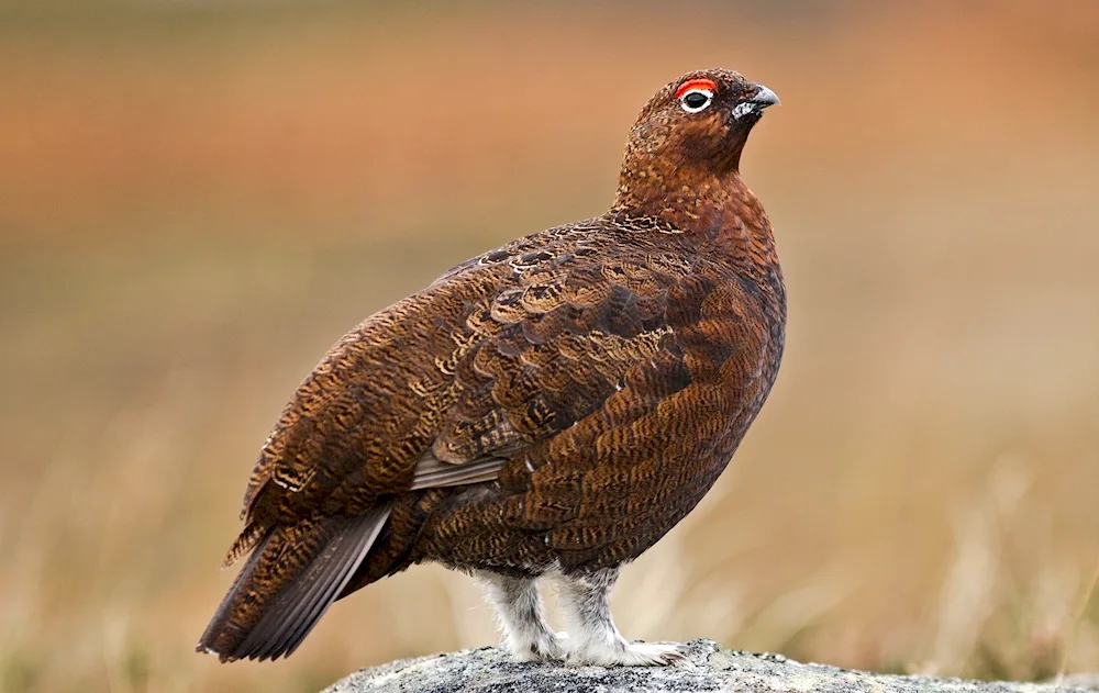 Pheasant. male