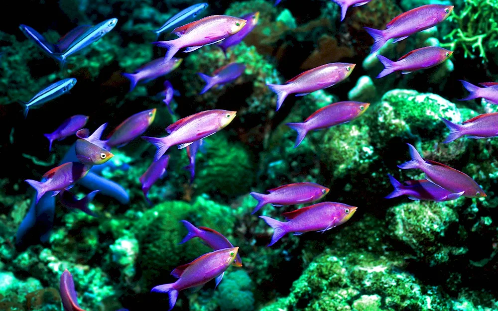 Ty reef aquarium fish