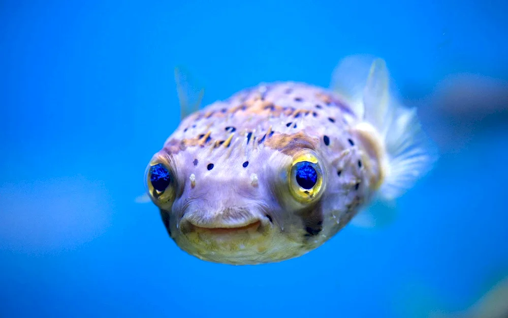 Pacific white-sided halibut