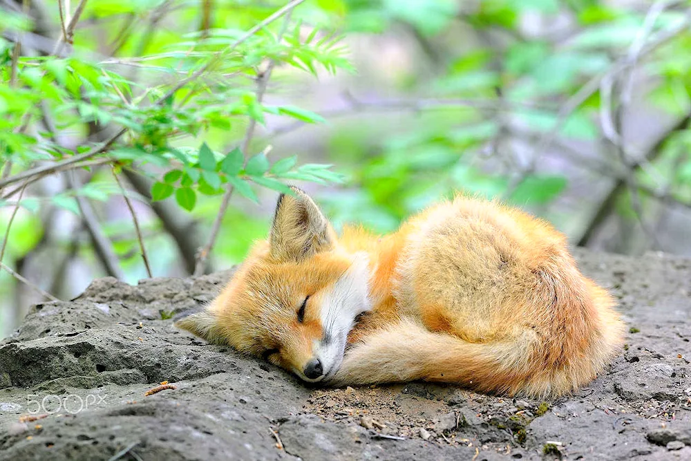 Beautiful fox