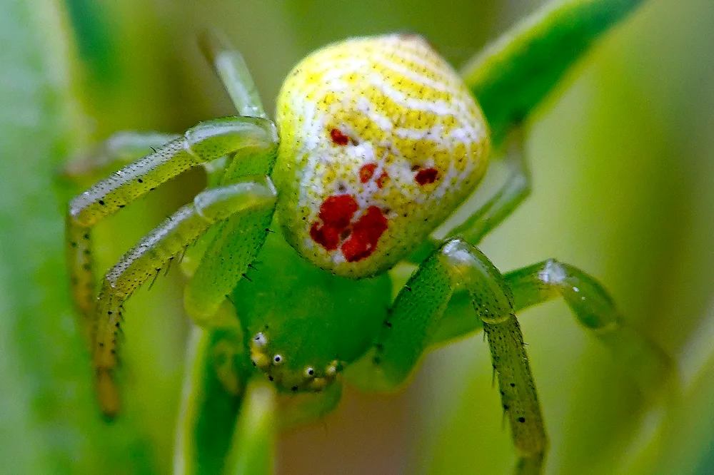 Theridion grallator