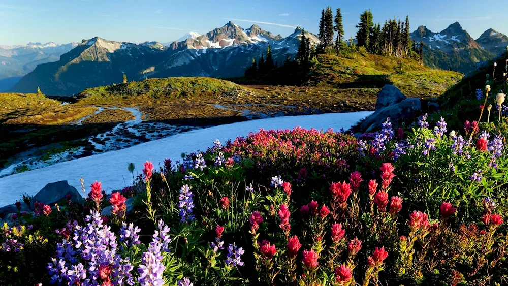 Spring nature