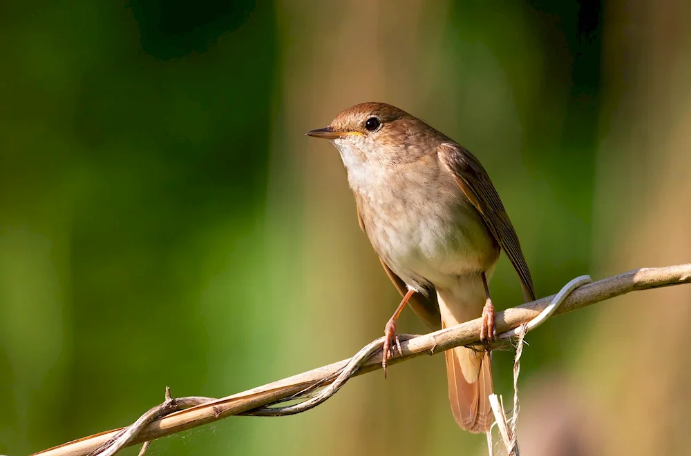 Luscinia cyane