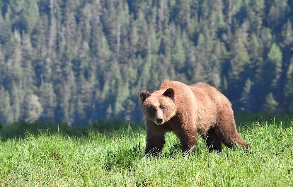 Tianshan brown bear