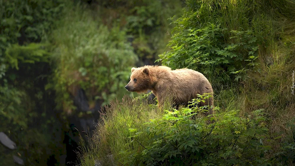 Tian- Tian Shan brown bear