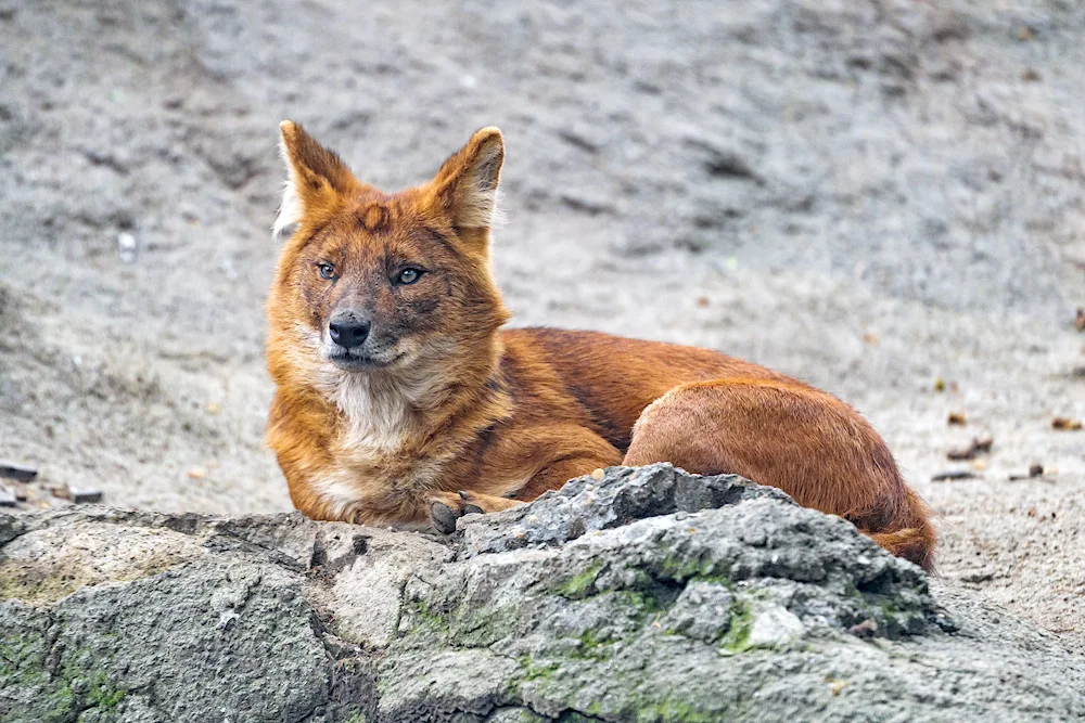 Tian Shan red wolf