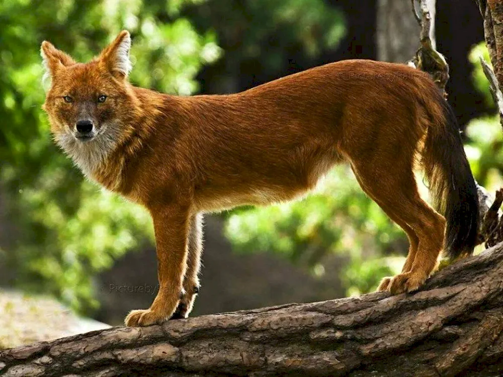 Tian Shan red wolf