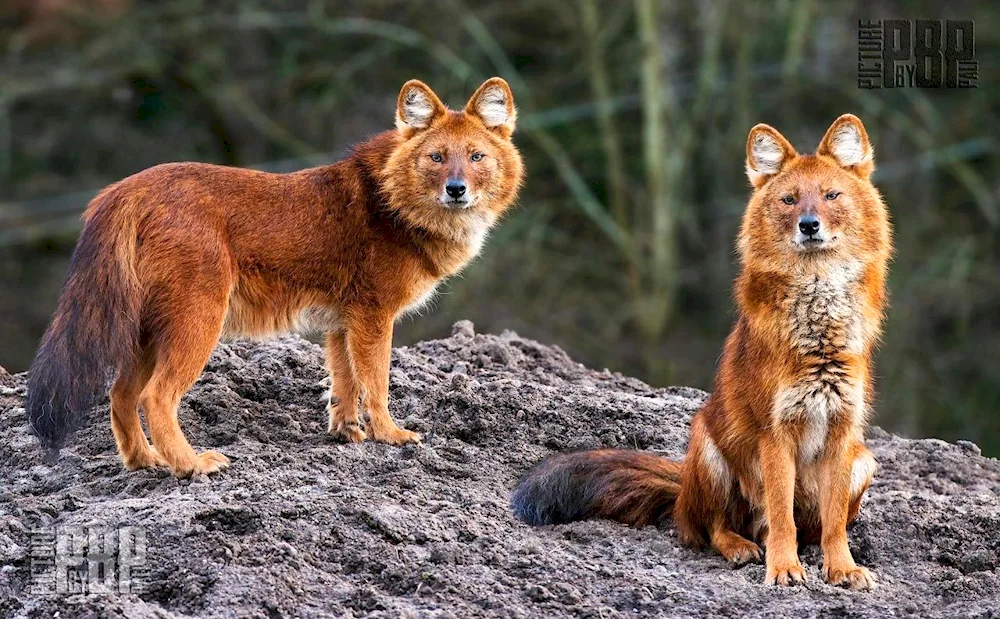 Tian Shan red wolf