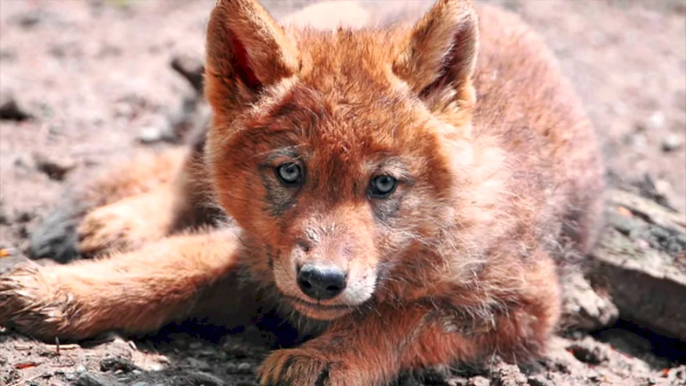 Florida red wolf