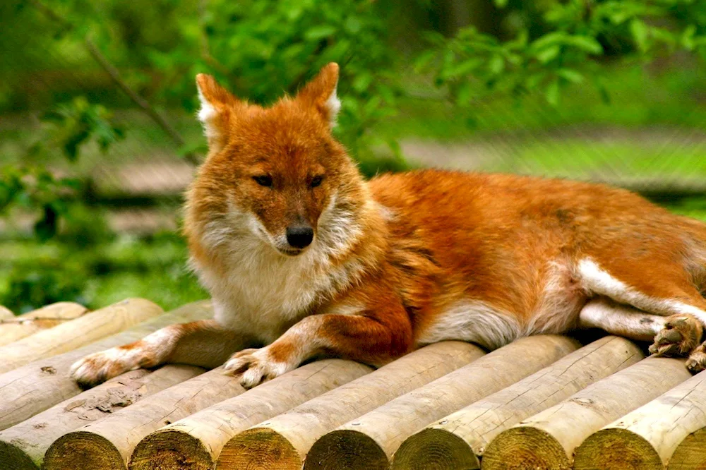 Red wolf