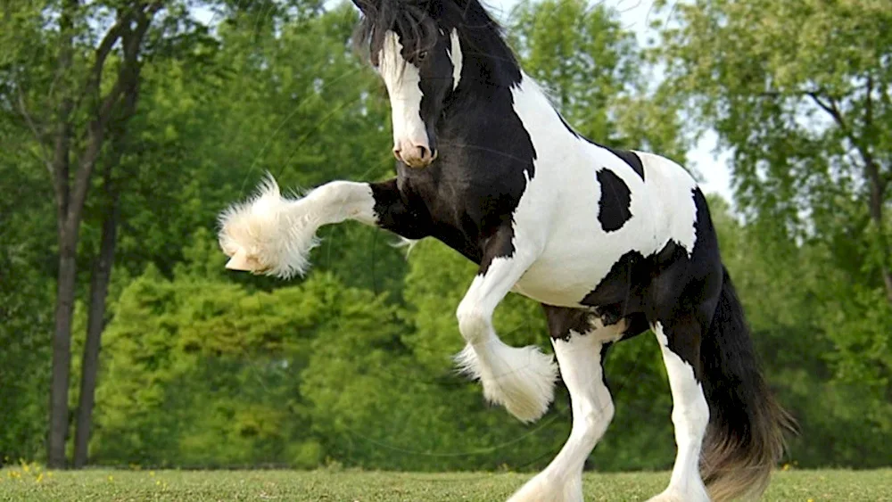 American Shire Horse